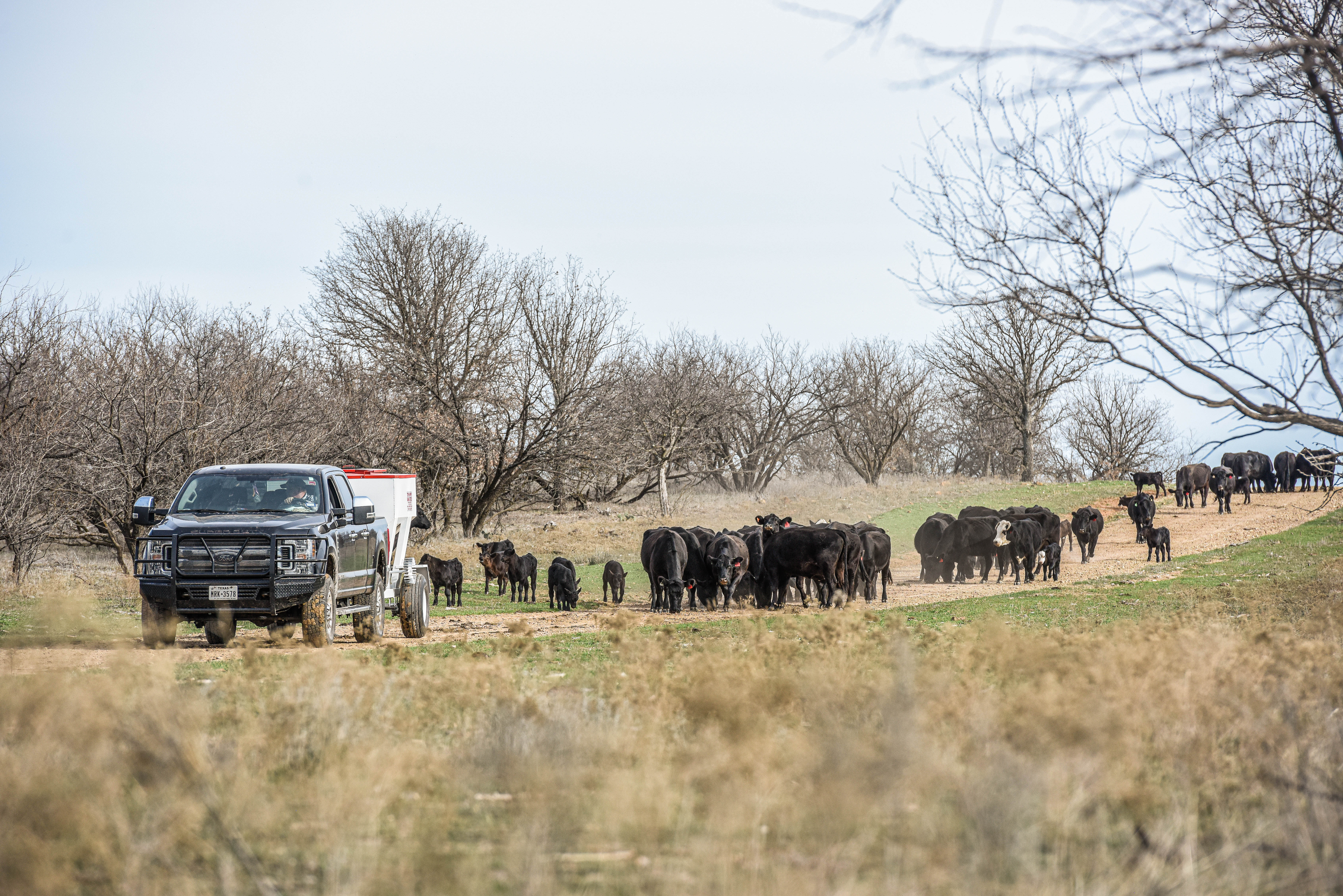 Trip Hopper DSC1826.jpg